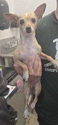 Shelter Stray Female Dog last seen , Tucson, AZ 85745
