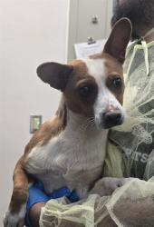 Shelter Stray Male Dog last seen , Tucson, AZ 85745