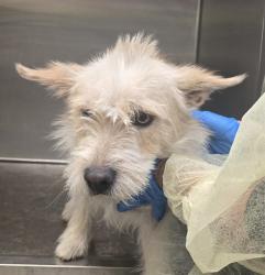 Shelter Stray Male Dog last seen , Tucson, AZ 85745