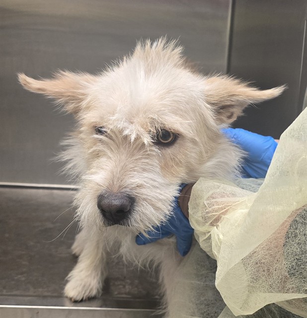 Shelter Stray Male Dog last seen , Tucson, AZ 85745
