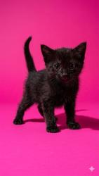 Shelter Stray Male Cat last seen NORMANDY AND 295, Jacksonville, FL 32204