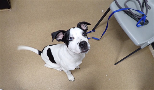 Shelter Stray Male Dog last seen WENTZVILLE, St. Peters, MO 63376