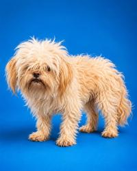Shelter Stray Male Dog last seen 1ST ST & W PALM, Jacksonville, FL 32204