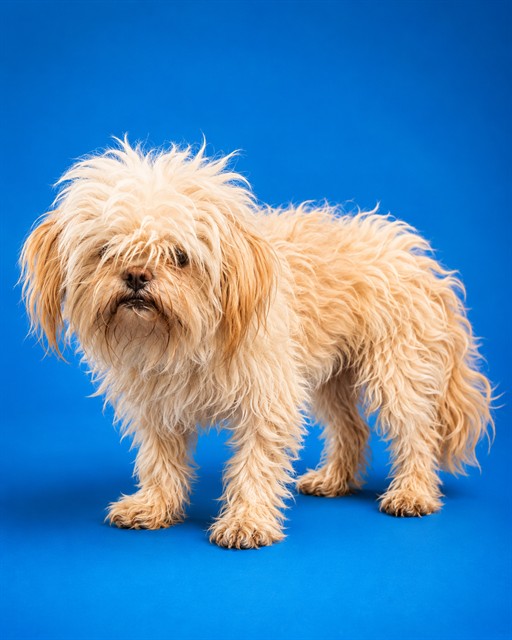 Shelter Stray Male Dog last seen 1ST ST & W PALM, Jacksonville, FL 32204