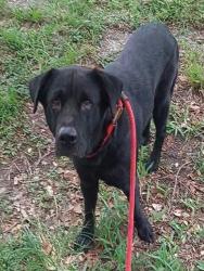 Shelter Stray Female Dog last seen Near BLOCK ANGLERS ROAD, DANIA BEACH, FLORIDA, Davie, FL 33312