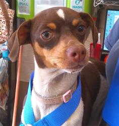Shelter Stray Female Dog last seen Near BLOCK D AVE, Chula Vista, CA 91911