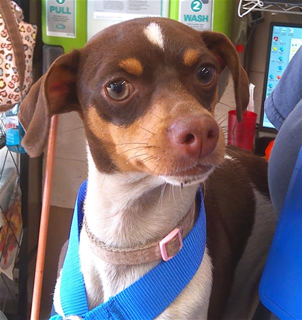 Shelter Stray Female Dog last seen Near BLOCK D AVE, Chula Vista, CA 91911