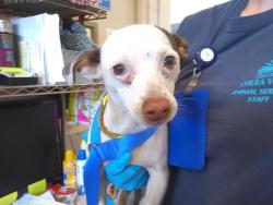 Shelter Stray Female Dog last seen Near BLOCK D AVE, Chula Vista, CA 91911
