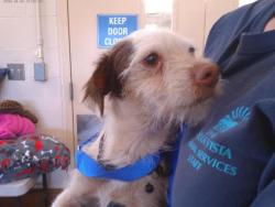 Shelter Stray Male Dog last seen Near BLOCK D AVE, Chula Vista, CA 91911