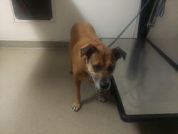Shelter Stray Female Dog last seen Near BLOCK NE 8 AV, FORT LAUDERDALE FL 33304, Davie, FL 33312