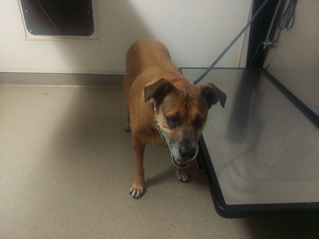 Shelter Stray Female Dog last seen Near BLOCK NE 8 AV, FORT LAUDERDALE FL 33304, Davie, FL 33312