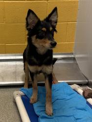 Shelter Stray Female Dog last seen Near BLOCK W SUNNY RIVER RD, Salt Lake City, UT 84120