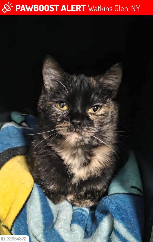 Lost Female Cat last seen Near n monroe st watkins glen ny 14891, Watkins Glen, NY 14891