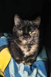 Lost Female Cat last seen Near n monroe st watkins glen ny 14891, Watkins Glen, NY 14891