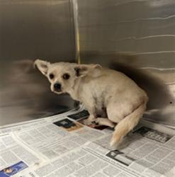 Shelter Stray Female Dog last seen , Los Angeles, CA 91405