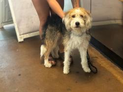 Shelter Stray Male Dog last seen , Los Angeles, CA 91405
