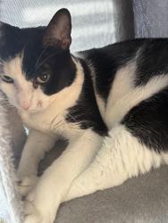 Lost Male Cat last seen NW 115 & County Line Rd , Oklahoma City, OK 73162