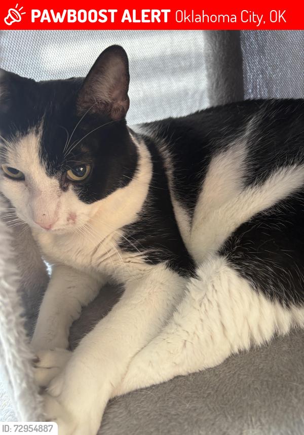 Lost Male Cat last seen NW 115 & County Line Rd , Oklahoma City, OK 73162