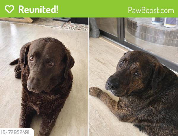 Reunited Male Dog last seen Edgecombe Road, Spartanburg, SC 29307