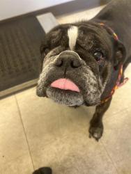Shelter Stray Female Dog last seen Near BLOCK 185TH AVE SE, ENUMCLAW WA 98022, Kent, WA 98032