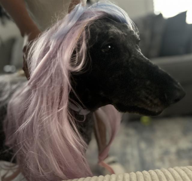 Shelter Stray Male Dog last seen CHARLOTTE, 8315 Byrum Dr, Charlotte, NC 28217, USA