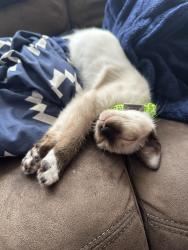 Lost Male Cat last seen Near turtle dove trail , Lakeland, FL 33810