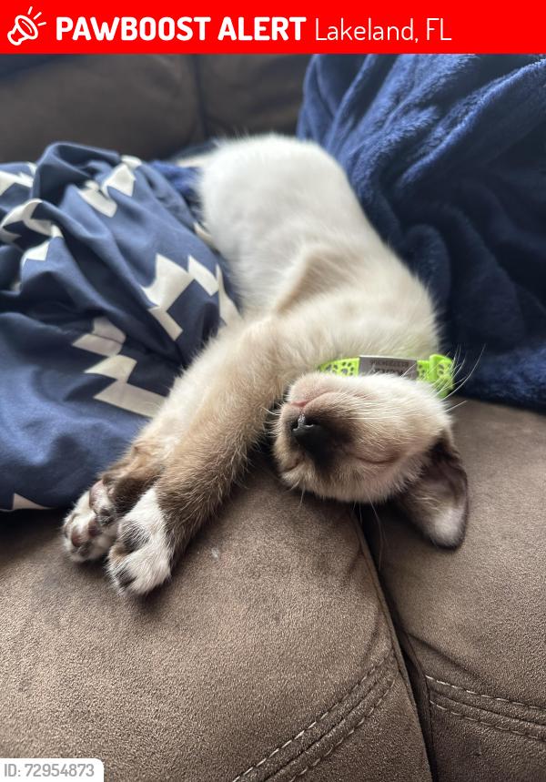 Lost Male Cat last seen Near turtle dove trail, Lakeland, FL 33810