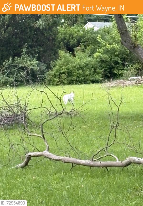 Found/Stray Unknown Dog last seen Clinton Street and Auburn Road, Fort Wayne, IN 46825