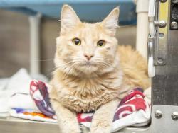 Shelter Stray Male Cat last seen METRO N CORPORATE PARK, Phoenix, AZ 85008