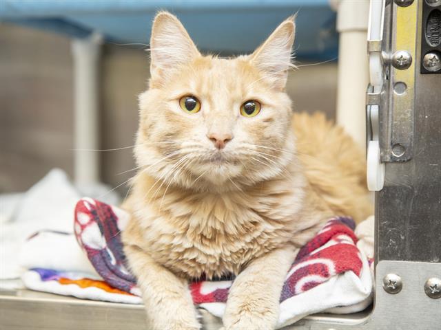 Shelter Stray Male Cat last seen METRO N CORPORATE PARK, Phoenix, AZ 85008