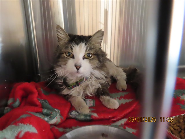 Shelter Stray Male Cat last seen Near BLOCK N COOLIDGE ST, Phoenix, AZ 85008