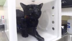 Shelter Stray Male Cat last seen Near BLOCK W 38TH AVE, DENVER CO 80212, Denver, CO 80223