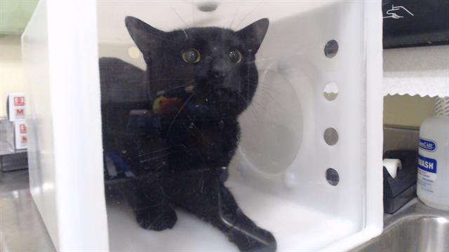 Shelter Stray Male Cat last seen Near BLOCK W 38TH AVE, DENVER CO 80212, Denver, CO 80223