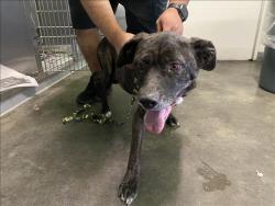 Shelter Stray Female Dog last seen , Los Angeles, CA 90047