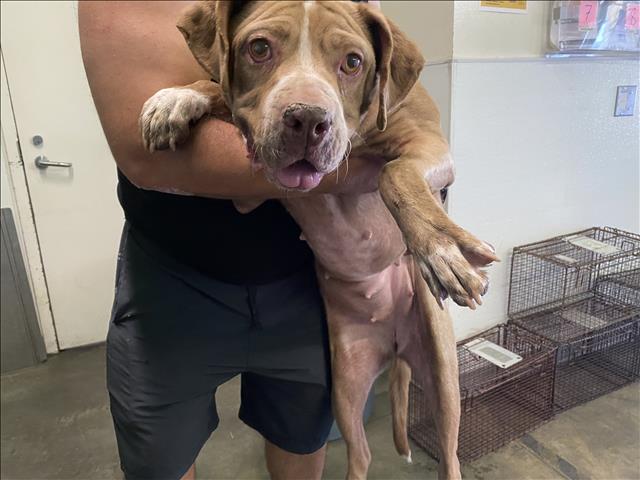 Shelter Stray Female Dog last seen , Los Angeles, CA 90047