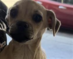 Shelter Stray Female Dog last seen , Los Angeles, CA 90047