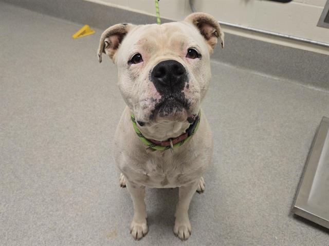 Shelter Stray Female Dog last seen BOWMAN, Auburn, CA 95603