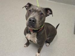 Shelter Stray Female Dog last seen BOWMAN, Auburn, CA 95603