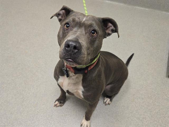 Shelter Stray Female Dog last seen BOWMAN, Auburn, CA 95603