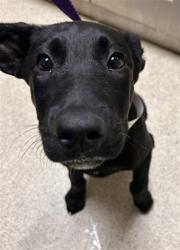 Shelter Stray Female Dog last seen Near BLOCK UNIVERSITY AVE, RIVERSIDE, CA, Jurupa Valley, CA 92509
