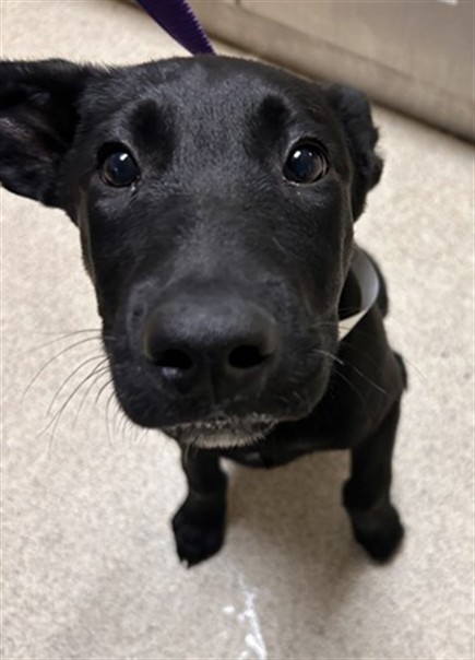 Shelter Stray Female Dog last seen Near BLOCK UNIVERSITY AVE, RIVERSIDE, CA, Jurupa Valley, CA 92509