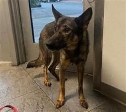 Shelter Stray Female Dog last seen , Los Angeles, CA 90025