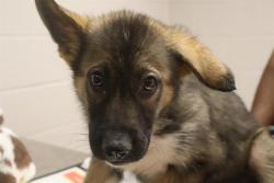 Shelter Stray Female Dog last seen Near BLOCK TILTING ROCK DR, Columbia, SC 29209