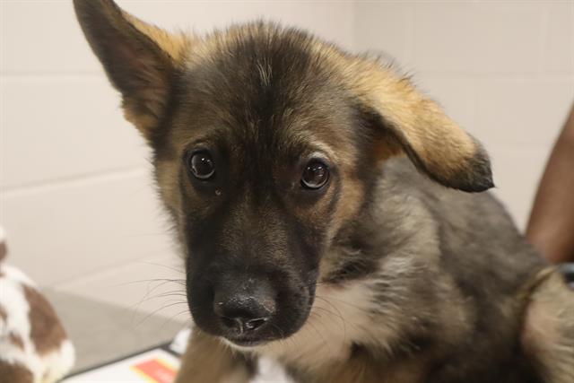 Shelter Stray Female Dog last seen Near BLOCK TILTING ROCK DR, Columbia, SC 29209