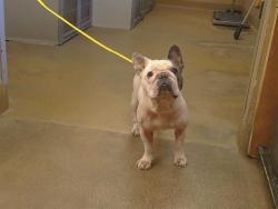 Shelter Stray Female Dog last seen HWY 99/CALVINE RD,, Sacramento, CA 95827