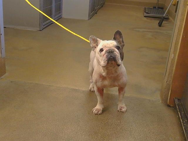 Shelter Stray Female Dog last seen HWY 99/CALVINE RD,, Sacramento, CA 95827
