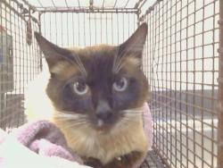 Shelter Stray Male Cat last seen DUNNBURY WY/MONUMENT DR, 95842, Sacramento, CA 95827
