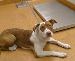 Shelter Stray Female Dog last seen HAZEL AVE/MADISON AVE, 95628, Sacramento, CA 95827