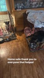 Reunited Male Dog last seen In between Stedman rd and treat mountain rd, Haralson County, GA 30113