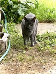Reunited Male Cat last seen 148th Street and Fremont Avenue N. , Shoreline, WA 98133